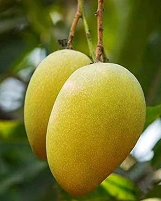 Langra Mangoes