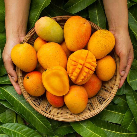 Himsagar Mangoes